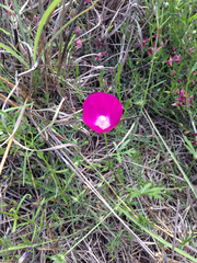 Callirhoe involucrata
