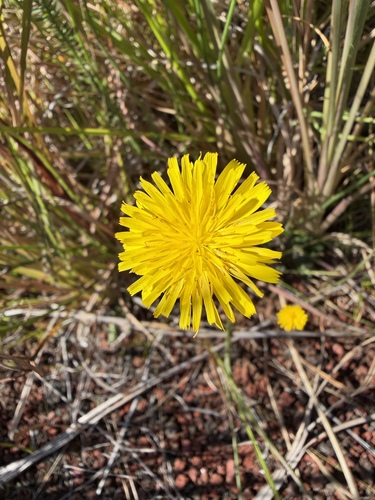 Hypochaeris radicata observed 2026-08-08