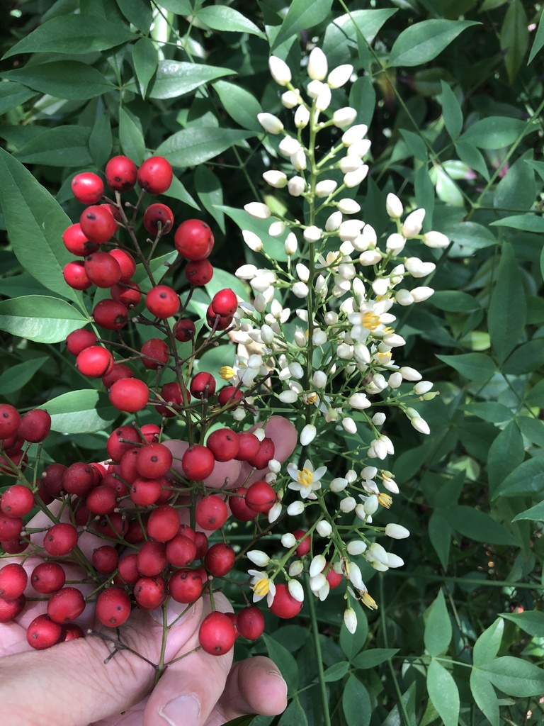 Nandina domestica