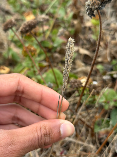 Poa unilateralis, 2026-08-08