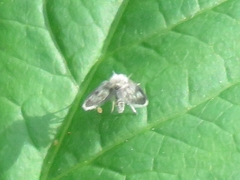 Clytocerus ocellaris