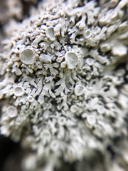 Physconia californica