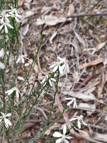 Olearia teretifolia, photograph 3