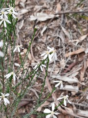 (c) spacegecko, some rights reserved (CC BY) Olearia teretifolia, photograph (c) spacegecko, some rights reserved (CC BY)