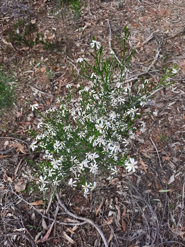 Olearia teretifolia, photograph 4