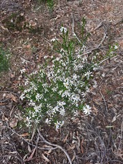 (c) spacegecko, some rights reserved (CC BY) Olearia teretifolia, photograph (c) spacegecko, some rights reserved (CC BY)