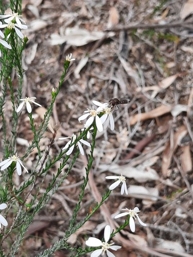 Olearia teretifolia, photograph 5
