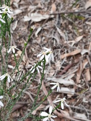 (c) spacegecko, some rights reserved (CC BY) Olearia teretifolia, photograph (c) spacegecko, some rights reserved (CC BY)