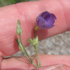 Giliastrum rigidulum