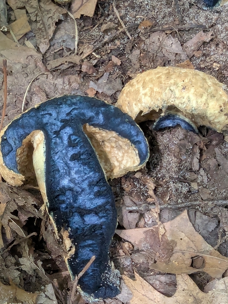 Cornflower Bolete