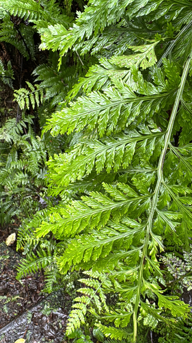 Asplenium bulbiferum observed 2026-08-09