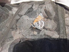 Chlosyne leanira alma