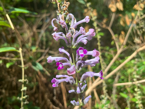 Buddleja lindleyana