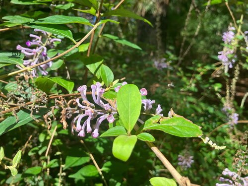 Buddleja lindleyana, photograph 5