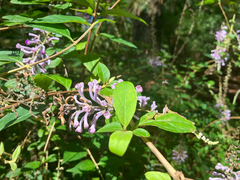 Buddleja lindleyana, photograph (c) Cedar Wood, some rights reserved (CC BY)