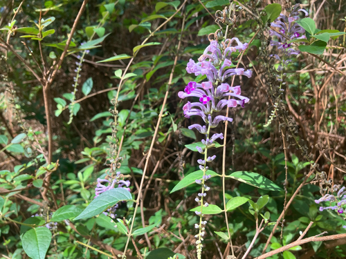 Buddleja lindleyana, photograph 2