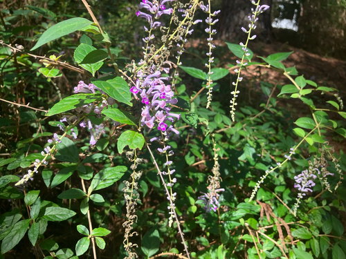 Buddleja lindleyana, photograph 3