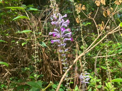 Buddleja lindleyana, photograph 1