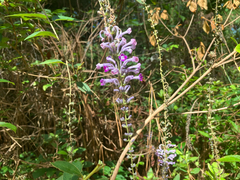 Buddleja lindleyana, photograph (c) Cedar Wood, some rights reserved (CC BY)