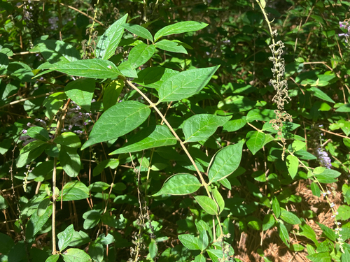 Buddleja lindleyana, photograph 4