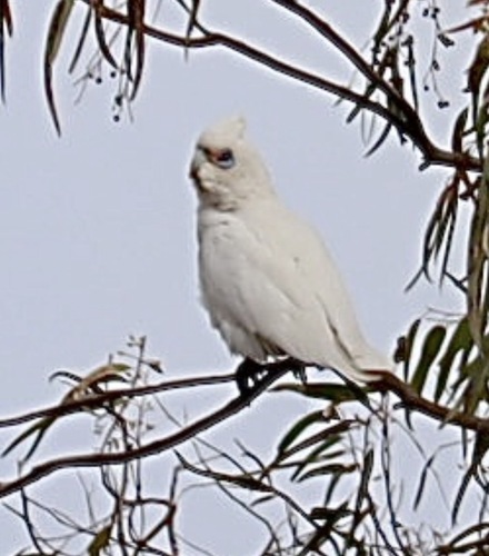 Little Corella