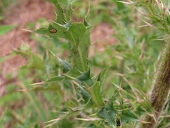Cirsium pumilum, photograph (c) David Gorsline, some rights reserved (CC BY)