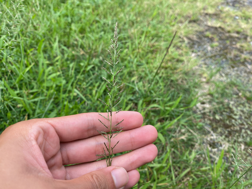 Sporobolus diandrus observed 2026-08-08