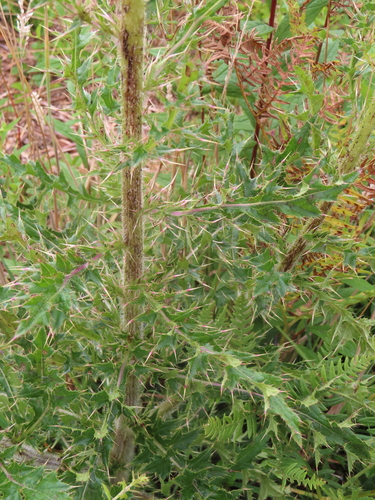 Cirsium pumilum, photograph 3