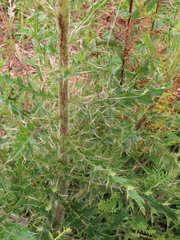 Cirsium pumilum, photograph (c) David Gorsline, some rights reserved (CC BY)