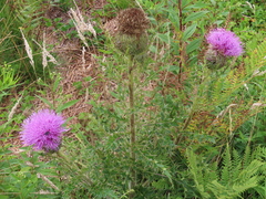 Cirsium pumilum, photograph (c) David Gorsline, some rights reserved (CC BY)