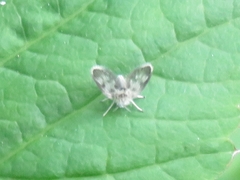 Clytocerus ocellaris