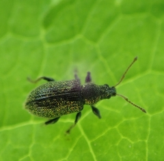 Phyllobius betulinus