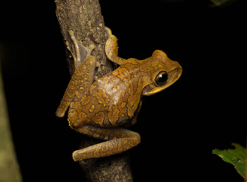 Salta Treefrog, Boana marianitae