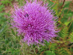 Cirsium pumilum, photograph (c) David Gorsline, some rights reserved (CC BY)