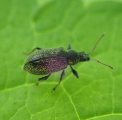 Phyllobius betulinus