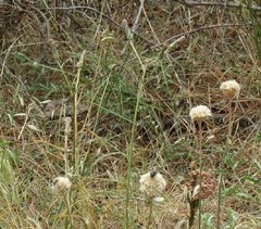 Scorzonera angustifolia
