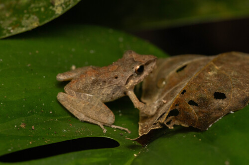 Pristimantis koehleri