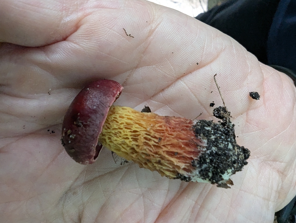 Frost's Bolete · August 2026 · photo: Photo: (c) Robert M Hallock, some rights reserved (CC BY) · iNaturalist