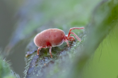 Trombidium holosericeum
