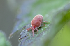 Trombidium holosericeum