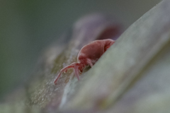 Trombidium holosericeum