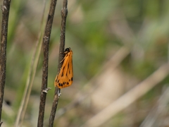 Setina aurita