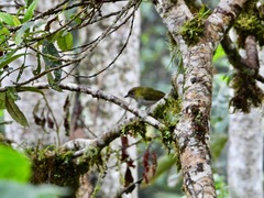 Cyclarhis nigrirostris