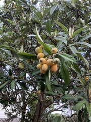 Rhaphiolepis indica image