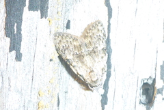 Palpita aenescentalis
