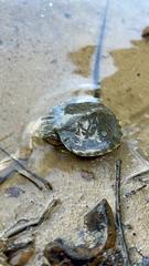 Red-Eared Slider — water-slick shell and red ear