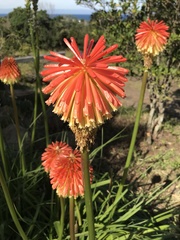 Kniphofia rooperi
