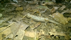 Brookesia brygooi