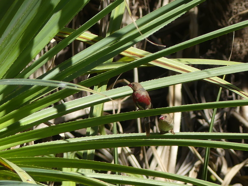 Crimson Finch