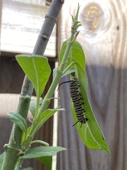 Danaus plexippus